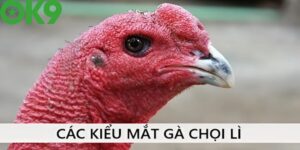 Những đặc điểm thị giác để xác định mắt gà chọi lì