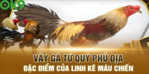Vảy gà Tứ Quý Phủ Địa