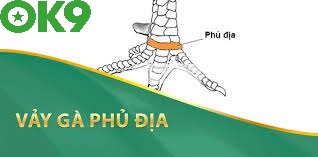 Vảy gà Tứ Quý Phủ Địa là tốt hay xấu